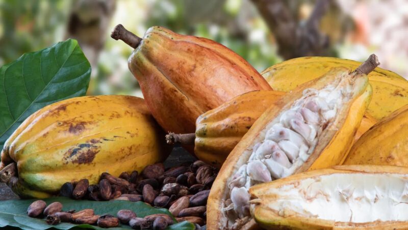 Crecen las Exportaciones en RD, pero Cacao y Azúcar Pierden Fuerza