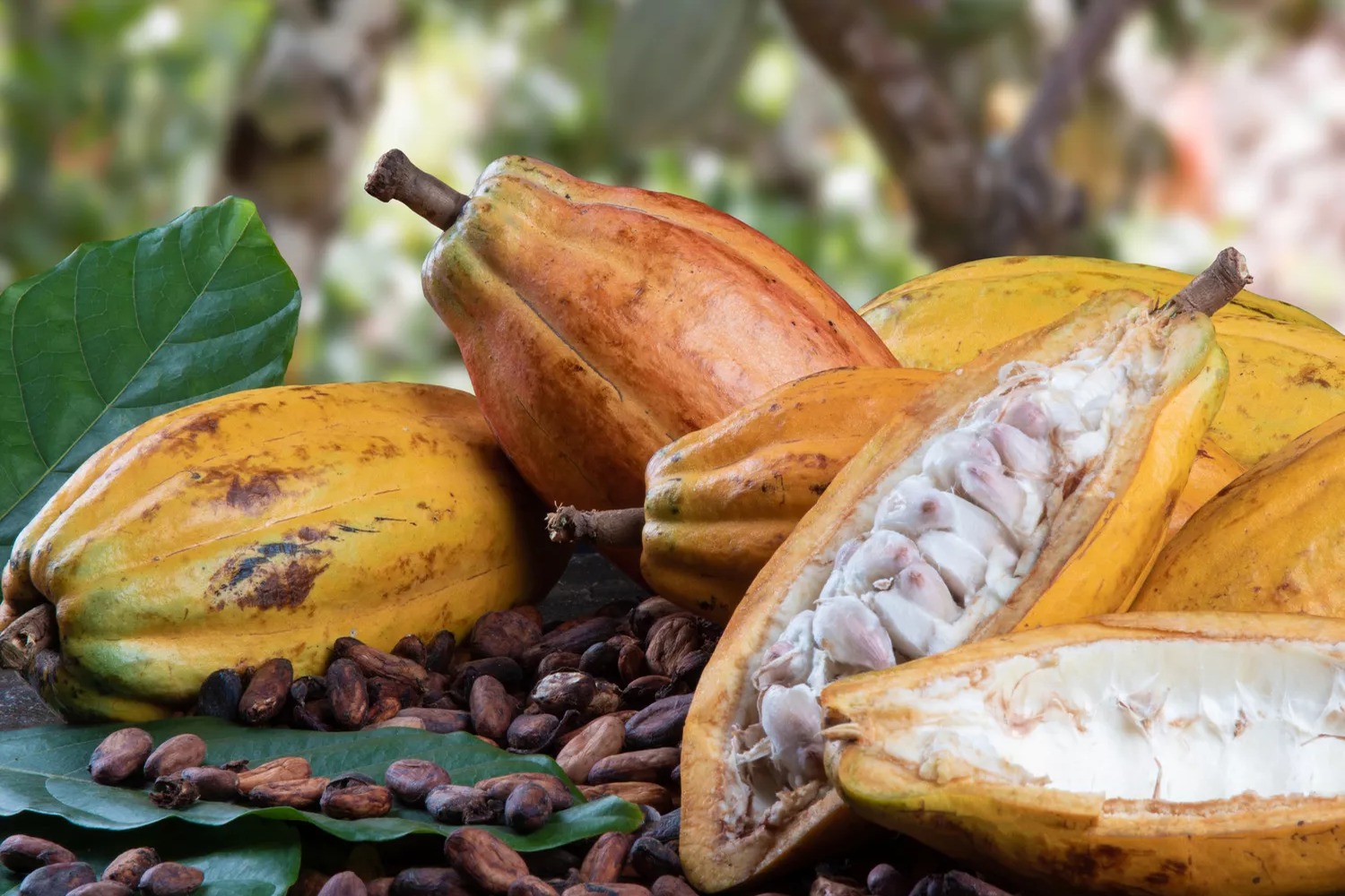 Crecen las Exportaciones en RD, pero Cacao y Azúcar Pierden Fuerza