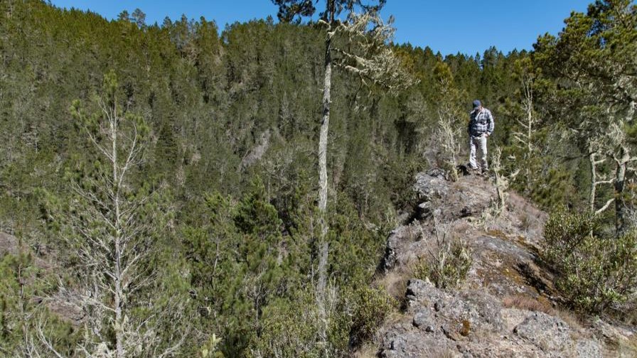 Prisión Preventiva para Dos Hombres por Deforestación en Valle Nuevo