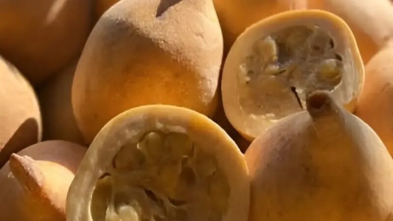 La Jagua: Un Tesoro Ecológico y Nutricional en los Sistemas Agroforestales