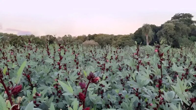 Flor de Jamaica: Un Tesoro Ecológico y Saludable
