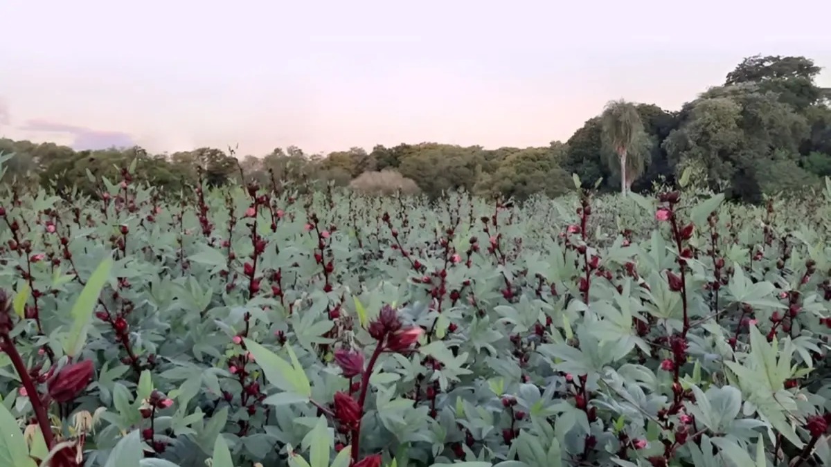 Flor de Jamaica: Un Tesoro Ecológico y Saludable
