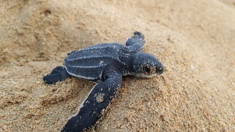 Miches: Un Refugio Seguro para las Tortugas Marinas
