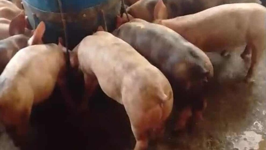 Porcicultores de Villa Sonador enfrentan restricciones por supuesta peste porcina