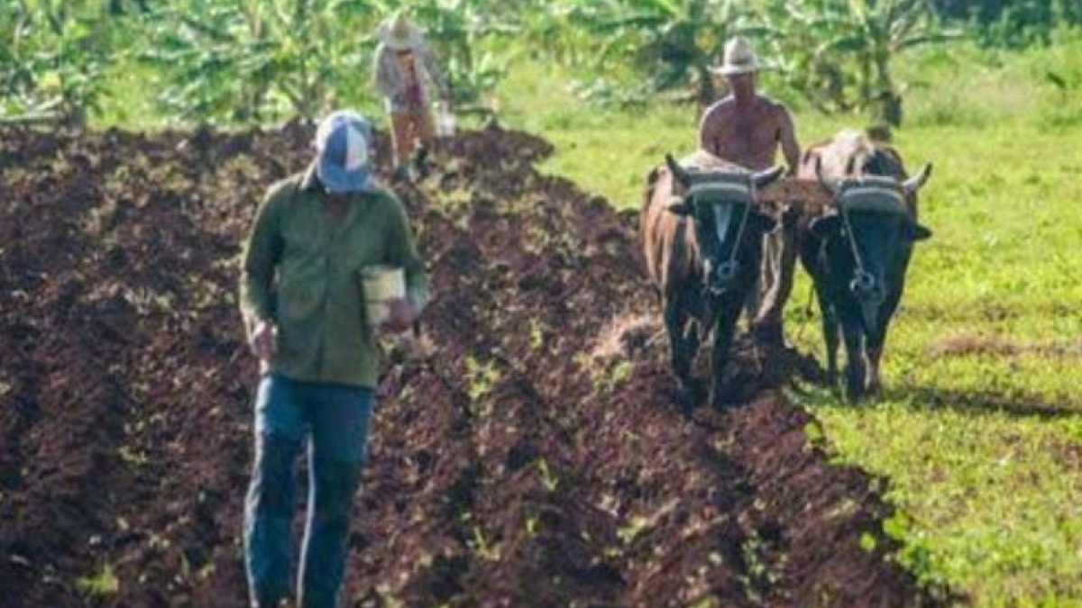 Cuba Implementa Usufructo Indefinido de Tierras Estatales