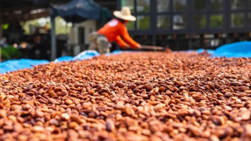 El Cacao: Motor de Desarrollo Económico en Zonas Rurales Dominicanas