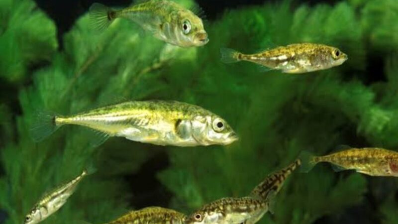 Peces Espinosos Demuestran Adaptación en Aguas Turbias