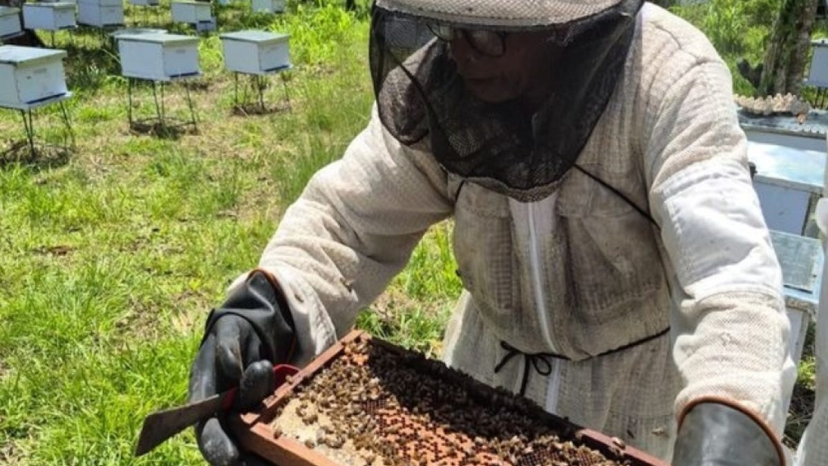 La Importancia del Biomonitoreo de Abejas en República Dominicana