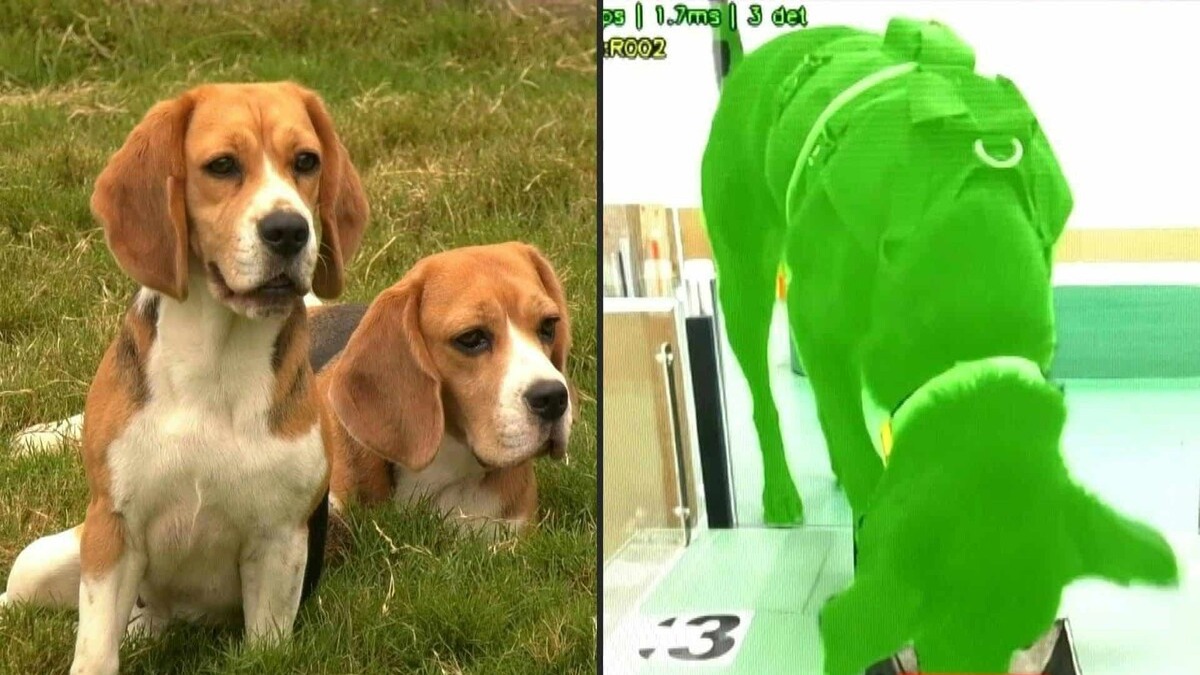 Innovadora Empresa India Utiliza Perros para Detectar Cáncer con IA