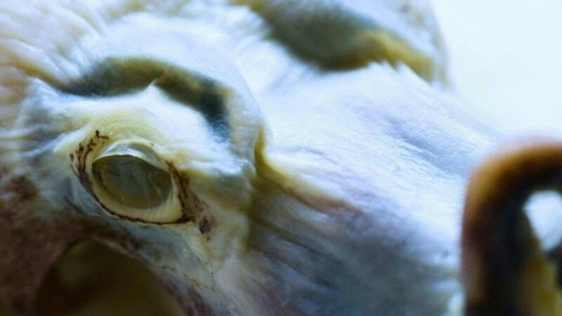 El Pulpo Azul Regresa a Galápagos: Un Tesoro Científico