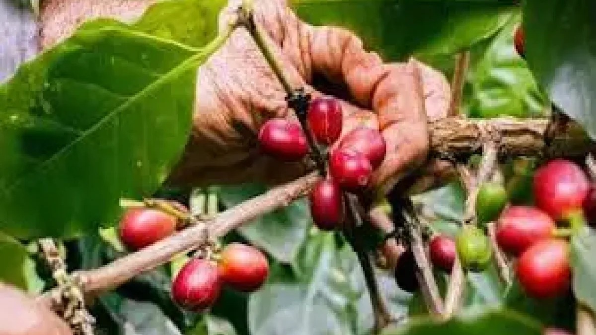 Productores de Café Exigen Declarar Emergencia Nacional por Sequía