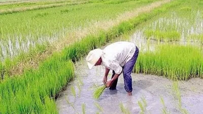 Impacto del DR-CAFTA en la Producción Nacional de Arroz
