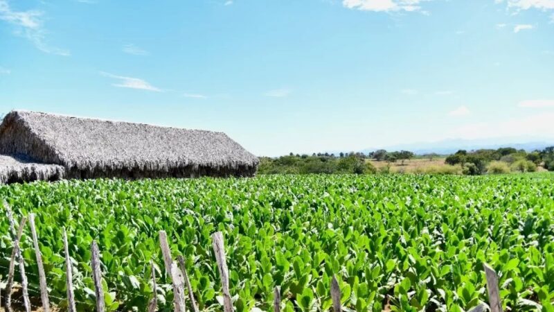 Impulso Financiero al Campo Dominicano: RD$17,700 Millones en Préstamos Hasta Agosto