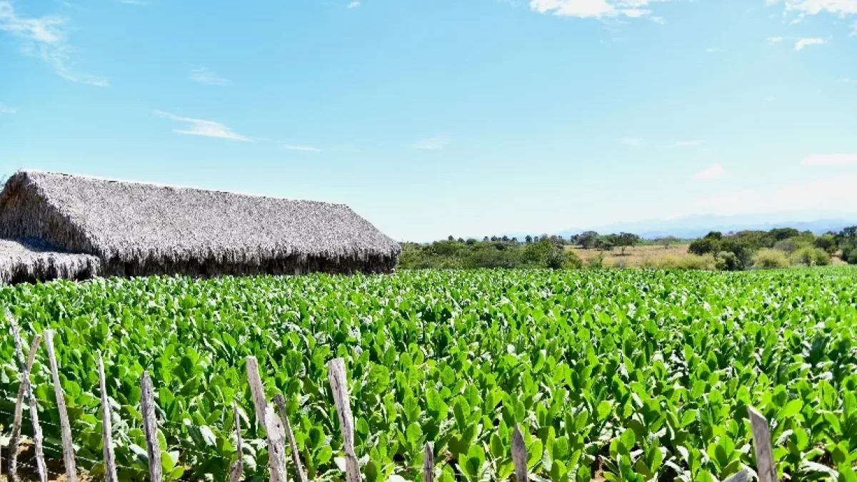 Impulso Financiero al Campo Dominicano: RD$17,700 Millones en Préstamos Hasta Agosto