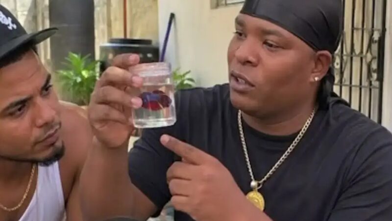 El Enigmático Mundo de las Peleas de Peces Betta en República Dominicana