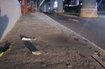 Familiares Exigen Justicia por Asesinato de Josué Méndez en Autopista Duarte