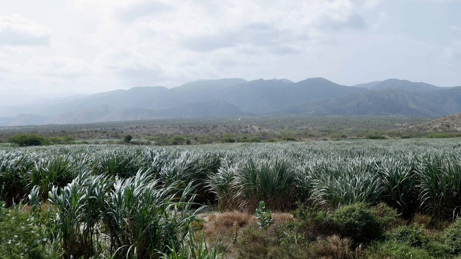 República Dominicana Aumenta su Cuota Azucarera para EE. UU.