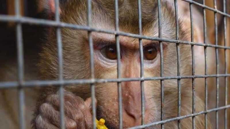 República Dominicana Participa en Operativo de Interpol que Rescata Más de 1,000 Animales