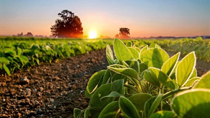 La Soya Sostenible: Pilar de la Producción Animal en República Dominicana