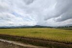 Arroceros Dominicanos Esperan Nuevas Normativas tras Cambios Arancelarios