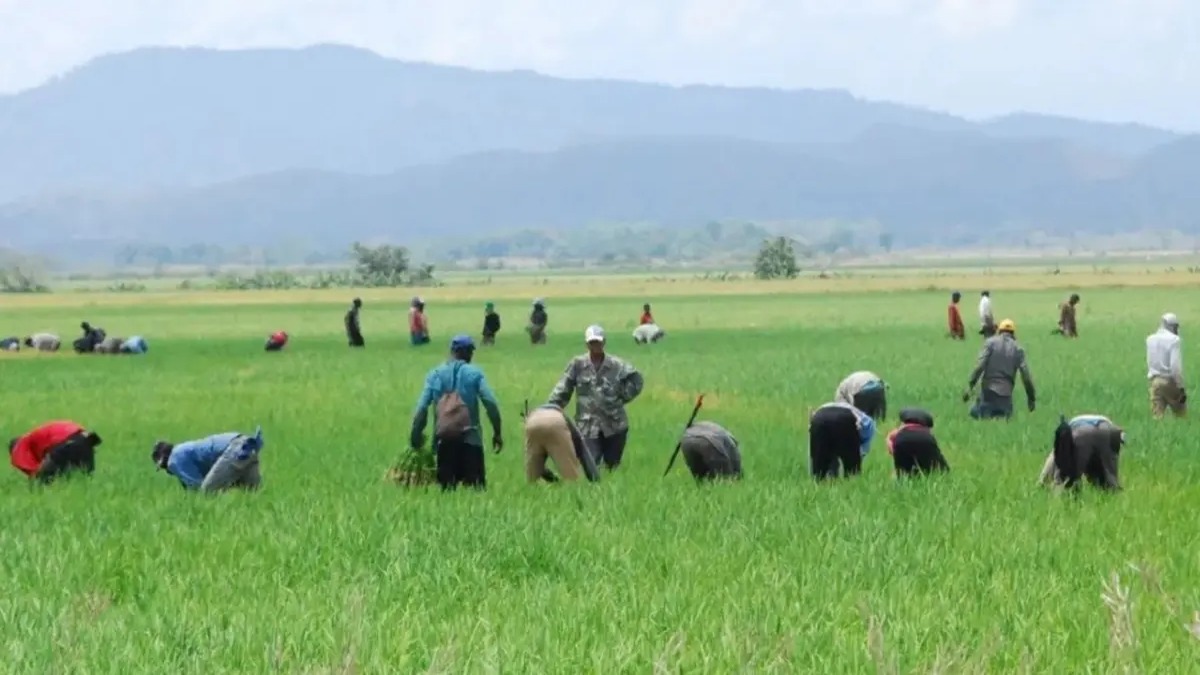 Desafíos del Arroz Dominicano ante la Entrada de Arroz Estadounidense