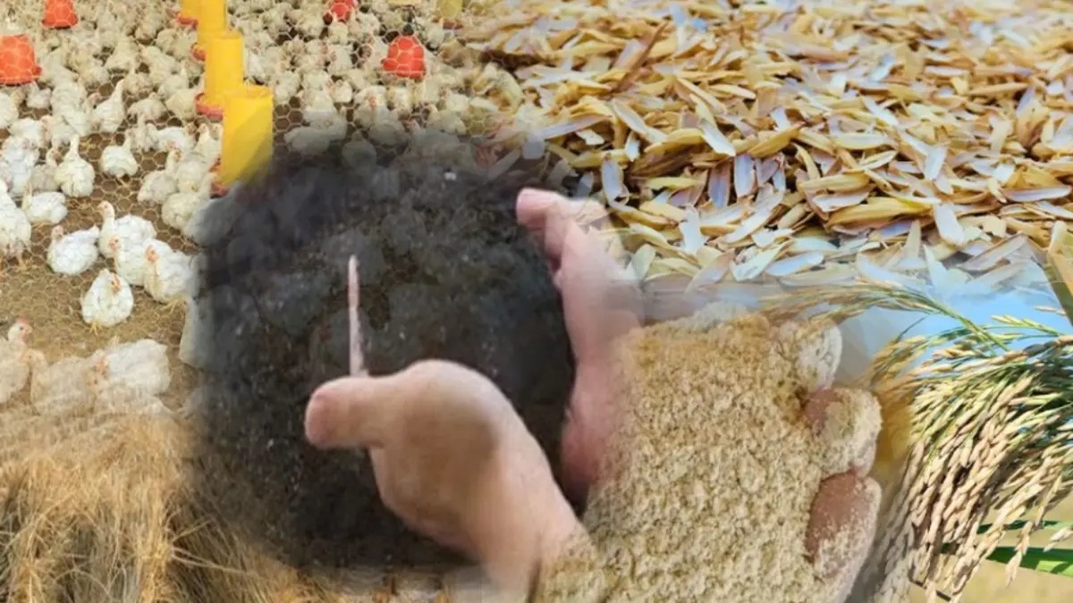 El Impacto Vital de los Subproductos del Arroz Dominicano