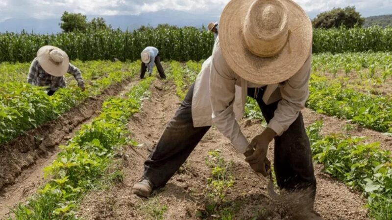Desafíos Salariales en el Campo Dominicano: Entre Riqueza y Realidad