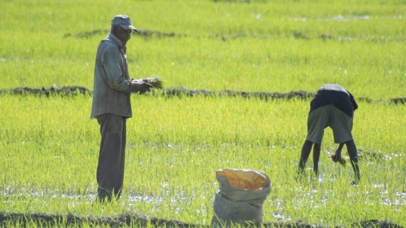 Gobierno Dominicano Reafirma Compromiso con Productores de Arroz tras Cambios Arancelarios