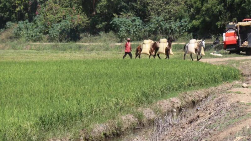 Arroz Dominicano Cierra la Brecha de Competitividad con Estados Unidos