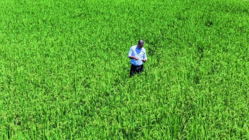 Poder Ejecutivo Suprime Aranceles al Arroz en Importaciones Extra-Cuota