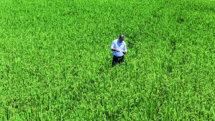 Poder Ejecutivo Suprime Aranceles al Arroz en Importaciones Extra-Cuota