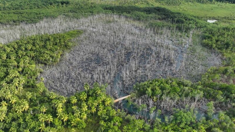 Renace el Manglar de Astillero en Samaná tras Intervención Hidrológica
