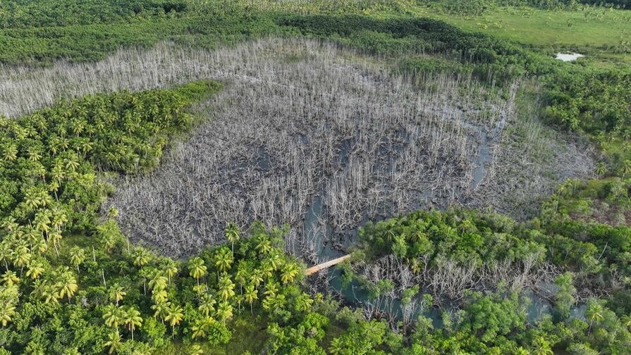 Renace el Manglar de Astillero en Samaná tras Intervención Hidrológica
