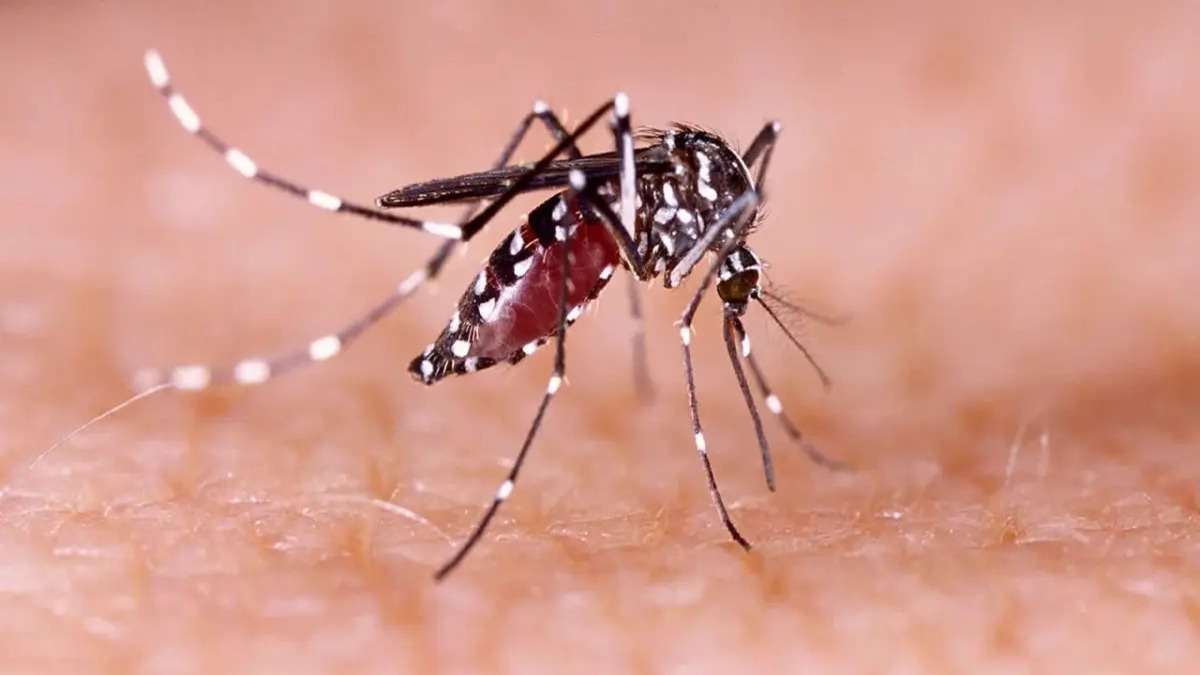 Aumento de Casos de Dengue en República Dominicana: La Altagracia, la Más Afectada