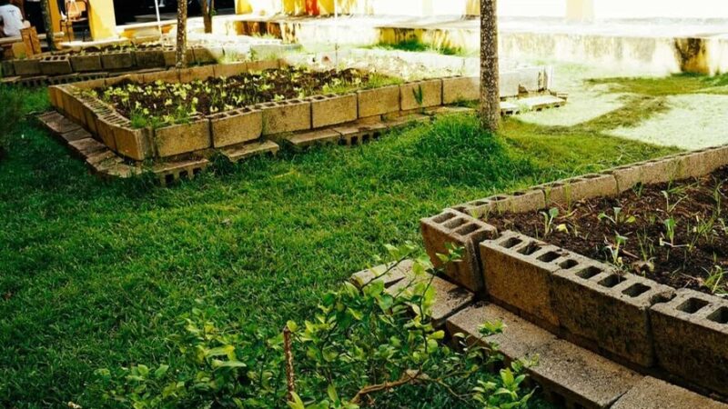 Educación impulsa huertos escolares para un futuro sostenible
