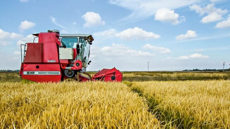 Competencia Arrocera: Estados Unidos Fortalece a sus Productores con Ayudas Federales