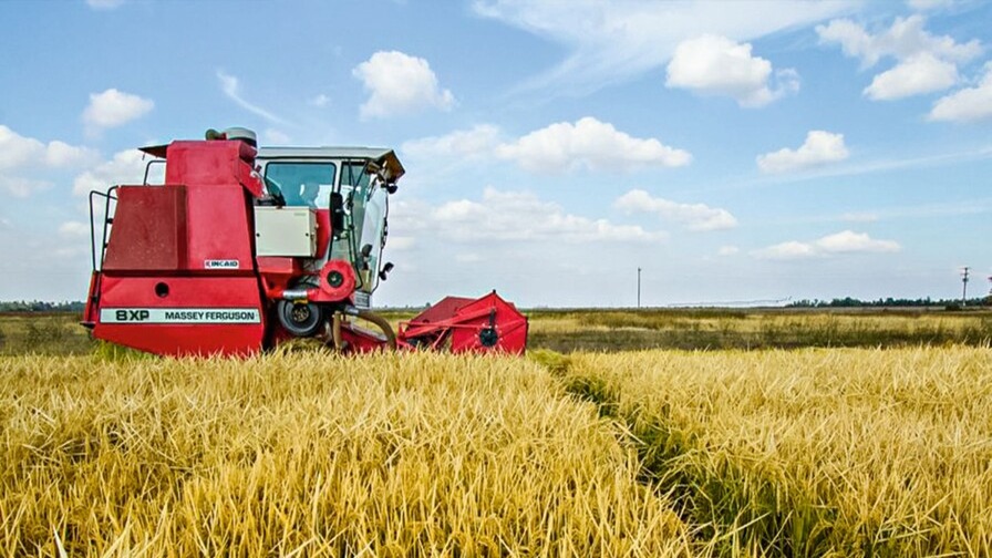 Competencia Arrocera: Estados Unidos Fortalece a sus Productores con Ayudas Federales