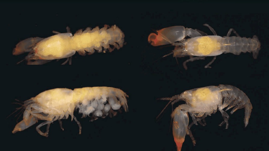 Descubren Nueva Especie de Camarón en Honor a Idelisa Bonnelly