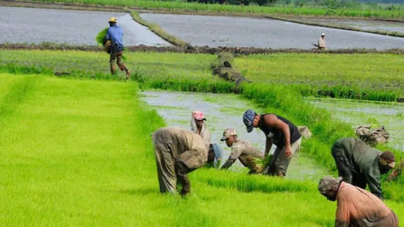 Sector Agropecuario Dominicano Exige Medidas para Proteger Producción de Arroz
