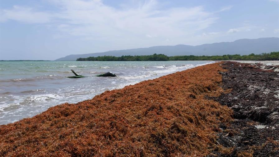 Inversión de US$6.3 Millones Impulsa Proyectos de Sargazo en República Dominicana