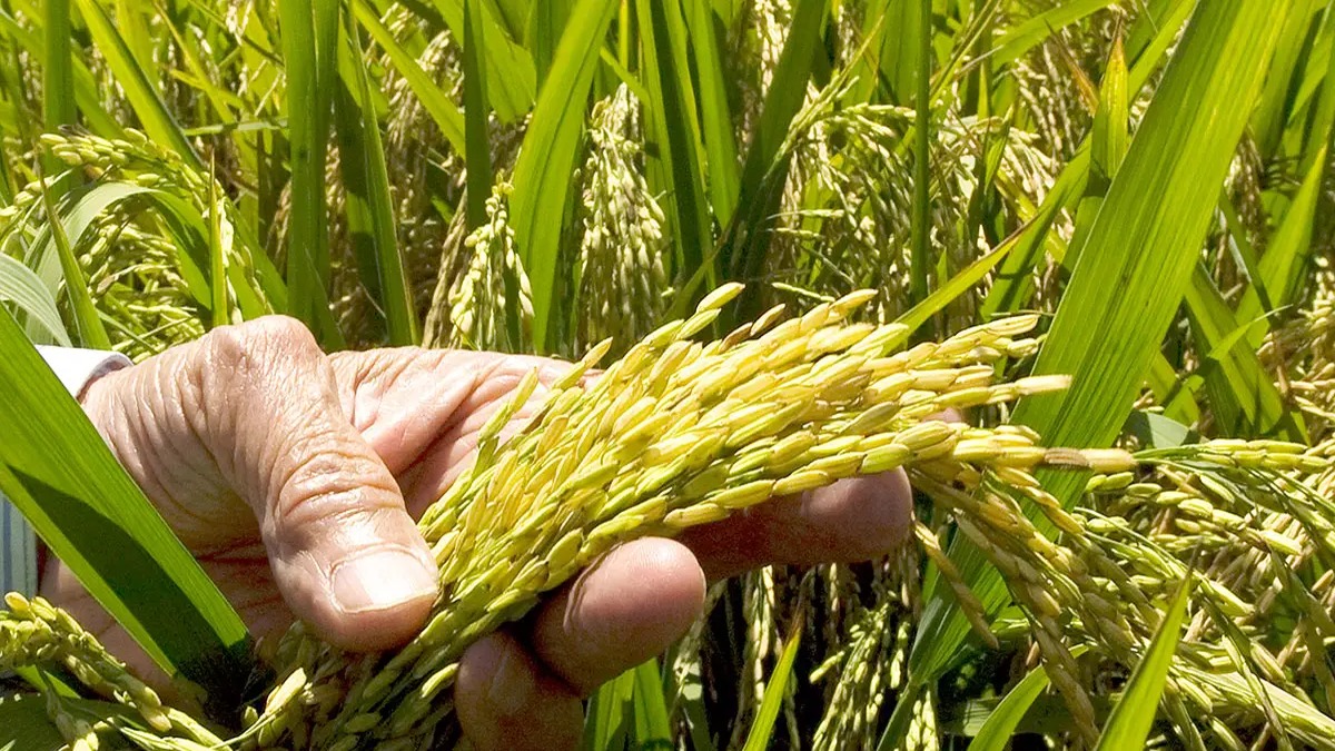 FENARROZ Clama por Apoyo Financiero para Salvar la Industria Arrocera Dominicana