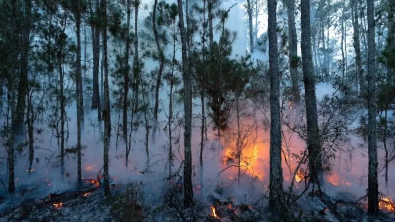 Incendios Forestales en República Dominicana: Un Desafío para la Sostenibilidad