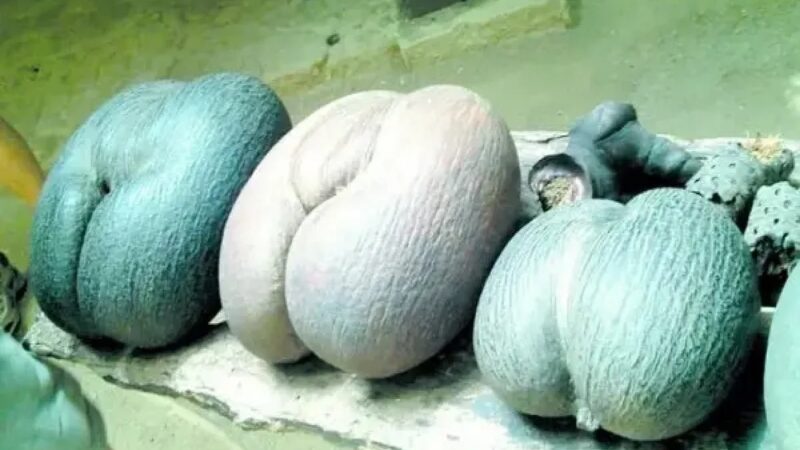 El Coco de Mar: La Semilla Más Grande del Mundo y sus Fascinantes Curiosidades