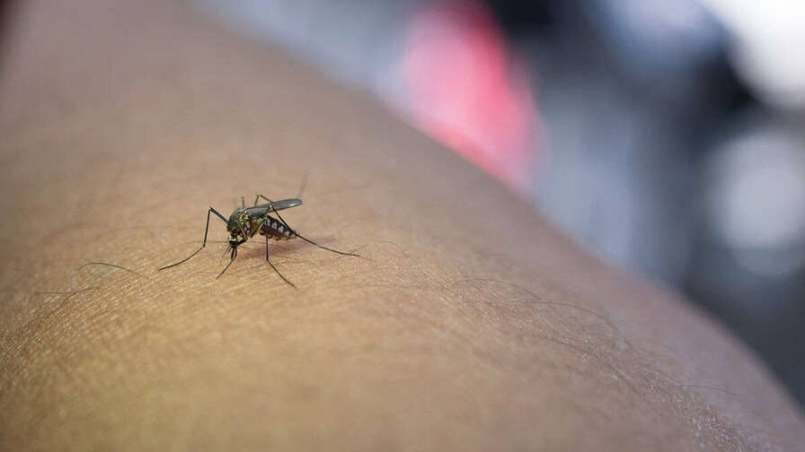 República Dominicana: Estrategias Efectivas Frente al Dengue