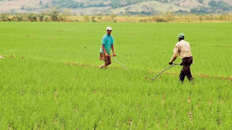 Eliminación de aranceles amenaza la producción de arroz en República Dominicana