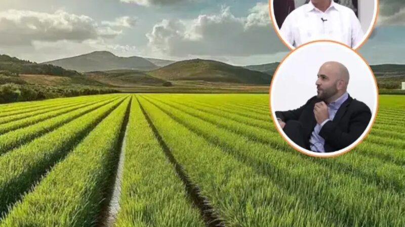 Arroceros Dominicanos Enfrentan Desafíos ante Liberalización del Arroz de EE. UU.